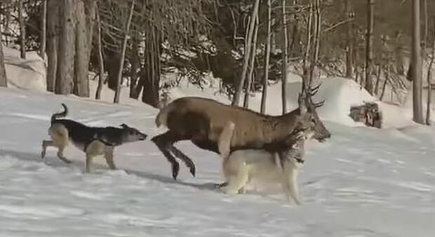 Il cervo attaccato da due cani lasciati liberi dai proprietari in località Grava