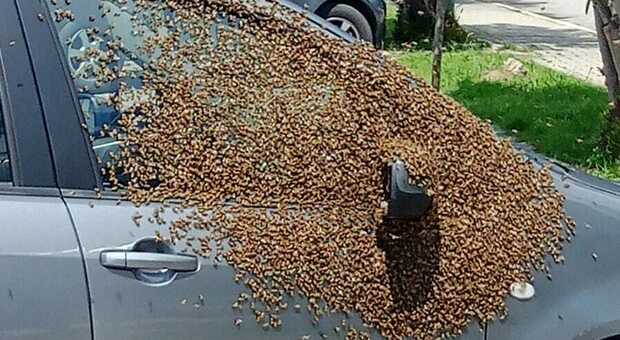 Migliaia di api sullo sportello di un'auto: l'intervento choc dei vigili del fuoco