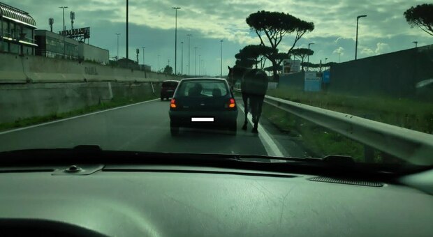 Roma, Casamonica porta a spasso il cavallo con la macchina sul Gra. Il capo clan aveva la patente revocata