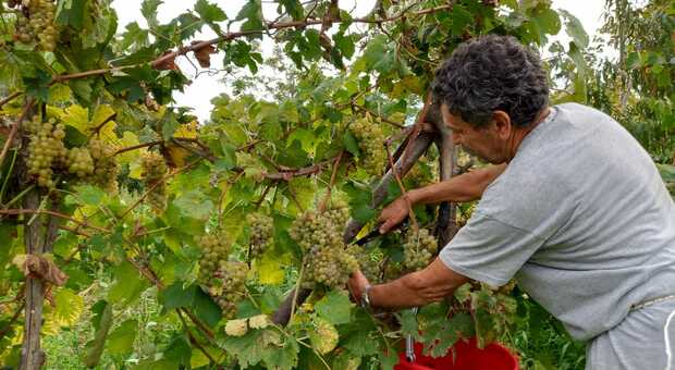 Procida presenta «Starza»: il primo vino dop dell'isola