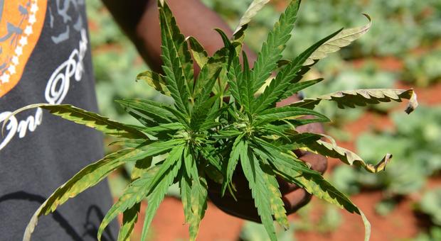 Cannabis, stop di Bonafede: la legalizzazione non si farà