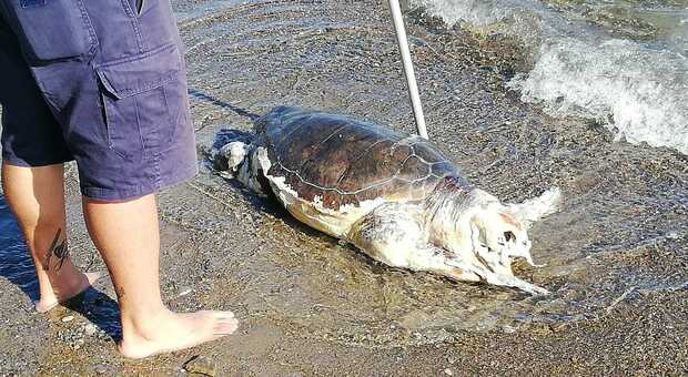 Villammare, recuperata tartaruga spiaggiata: era in stato avanzato di decomposizione
