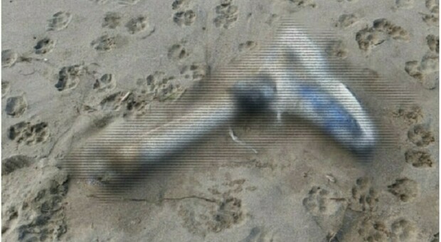 Le ossa sulla spiaggia di Paestum