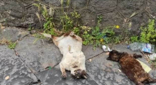 Tre gatti morti avvelenati, allarme a Torre del Greco