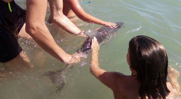 Carezze e selfie dei bagnanti con il baby delfino, il cucciolo muore per la paura