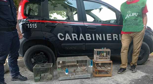 Parco del Vesuvio, possiede uccelli di specie protetta: sequestro e denuncia