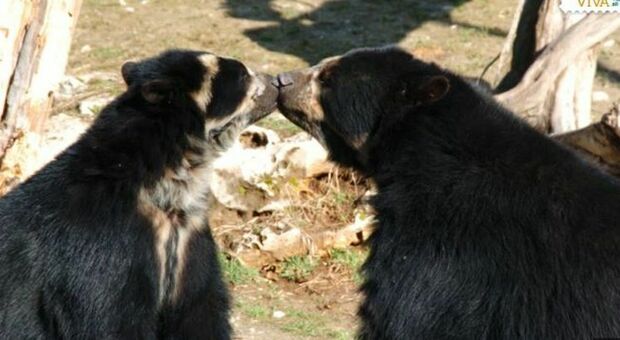 Muore Bahia a 4 mesi dalla scomparsa di Luis: addio alla coppia di orsi più longeva del mondo, 29 anni insieme a Treviso