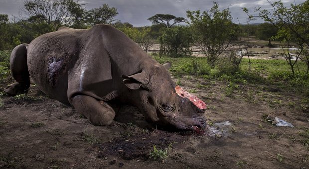 Wildlife photographer of the year, il rinoceronte mutilato di Brent Stirton è la foto di natura del 2017