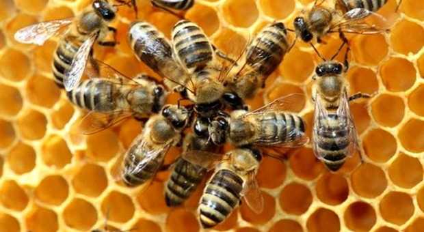 Il medico trova 4 api nell'occhio di una paziente: «Sono sopravvissute cibandosi delle lacrime»