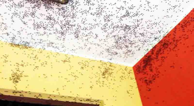 Invasi delle mosche, barricati in casa: impossibile tenere le finestre aperte