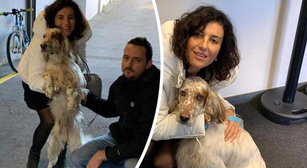 Skipper, il cane rapito a Venezia e ritrovato in Svizzera grazie ai social