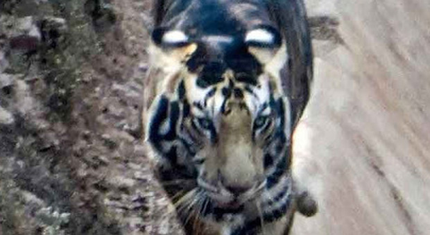 Catturata l'immagine di una tigre nera, uno degli ultimi esemplari esistenti