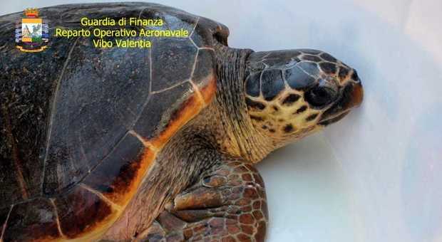 Tartaruga Caretta Caretta salvata dalla Guardia di Finanza: aveva plastica nello stomaco