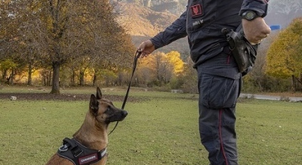 Strage di cani sui monti di Settefrati: esemplare addestrato dei carabinieri salvato dall'intossicazione