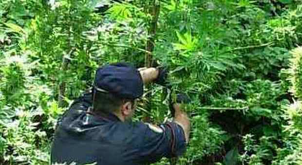 Carabinieri impegnati in una piantagione di marijuana