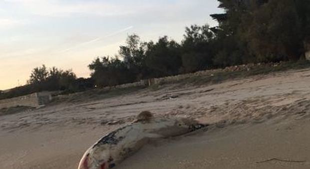 Puglia, misteriosa morìa di delfini e tartarughe spiaggiati lungo la costa