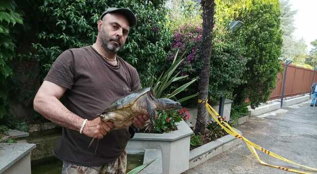 Roma, paura per una tartaruga azzannatrice catturata in un condominio: il suo morso può provocare ferite gravi