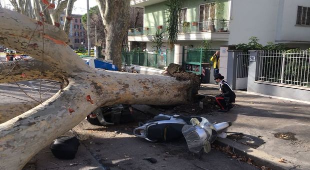 Vento sferza l'Italia, raffiche a 100 chilometri orari: alberi caduti interrotti i collegamenti navali