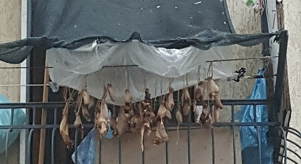 Salerno, animali morti ad essiccare sul terrazzo di casa, è polemica
