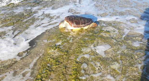 Mistero sulla strage silenziosa di tartarughe: un altro esemplare spiaggiato nel Salento