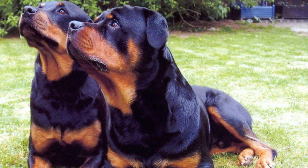 Due rottweiler (foto di archivio)