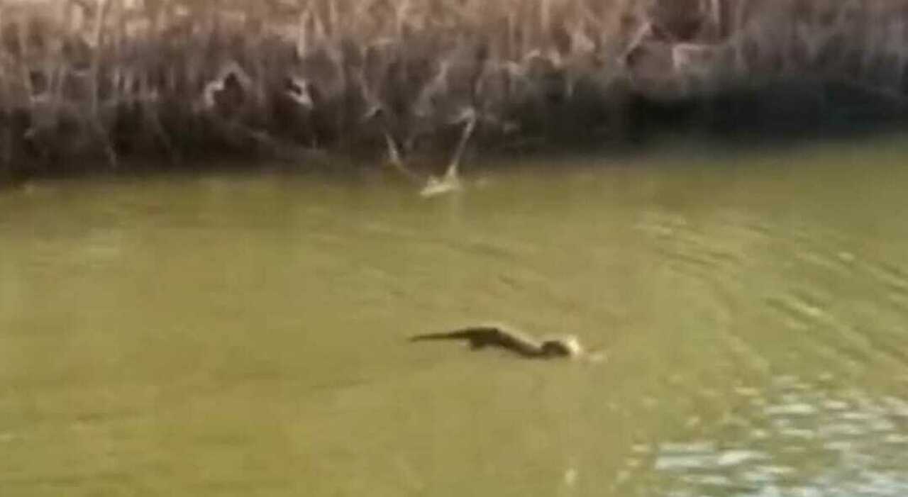 Sorpresa a Marina di Ginosa, nel fiume Galaso tornano le lontre