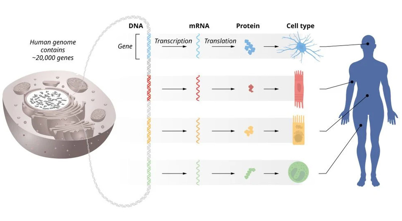 The Discovery of microRNA Nobel Prize 2024 in Physiology or Medicine