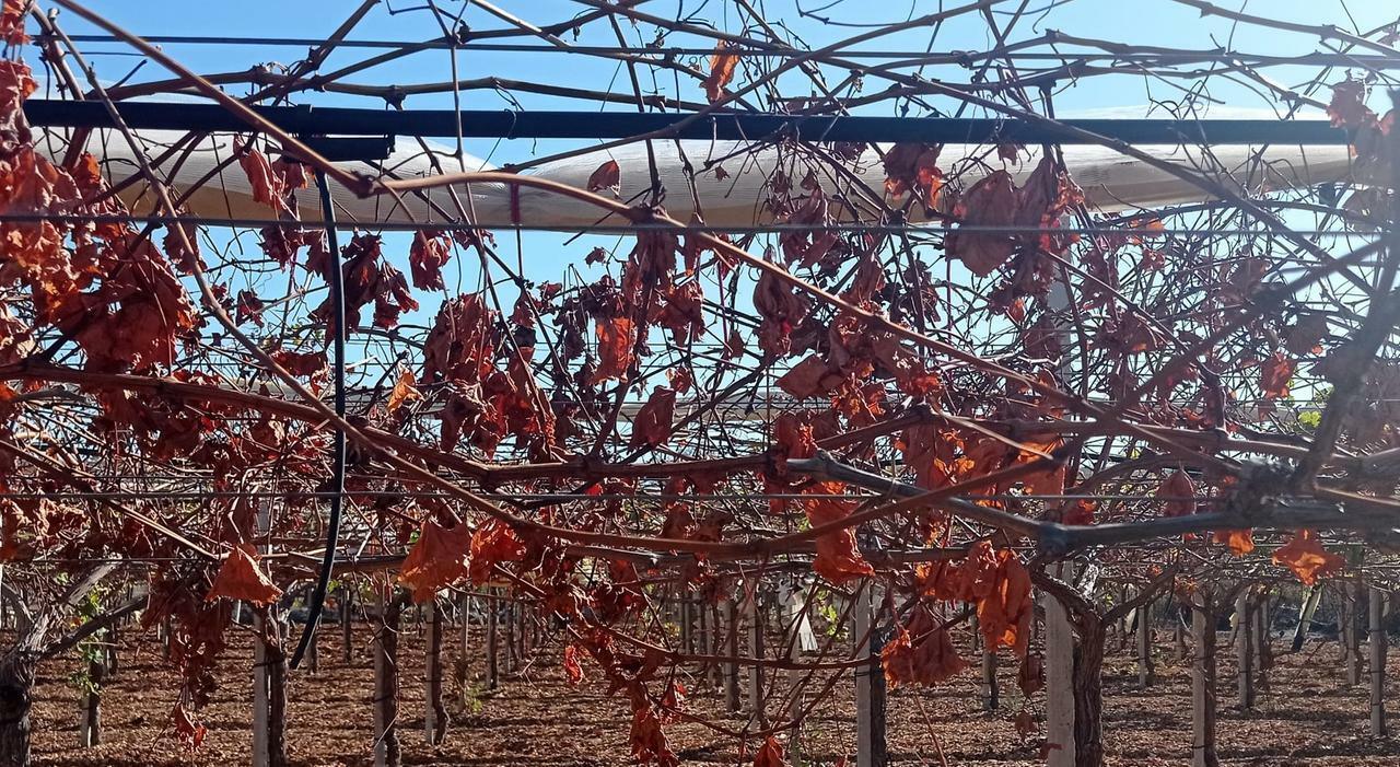 Xylella, vigneti a rischio, ecco il piano della Regione: «Focolaio neutralizzabile»