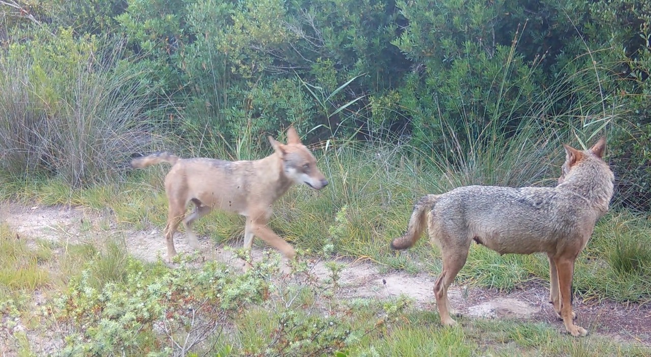 Lupi, il Senato approva abbattimenti controllati. Insorgono gli animalisti