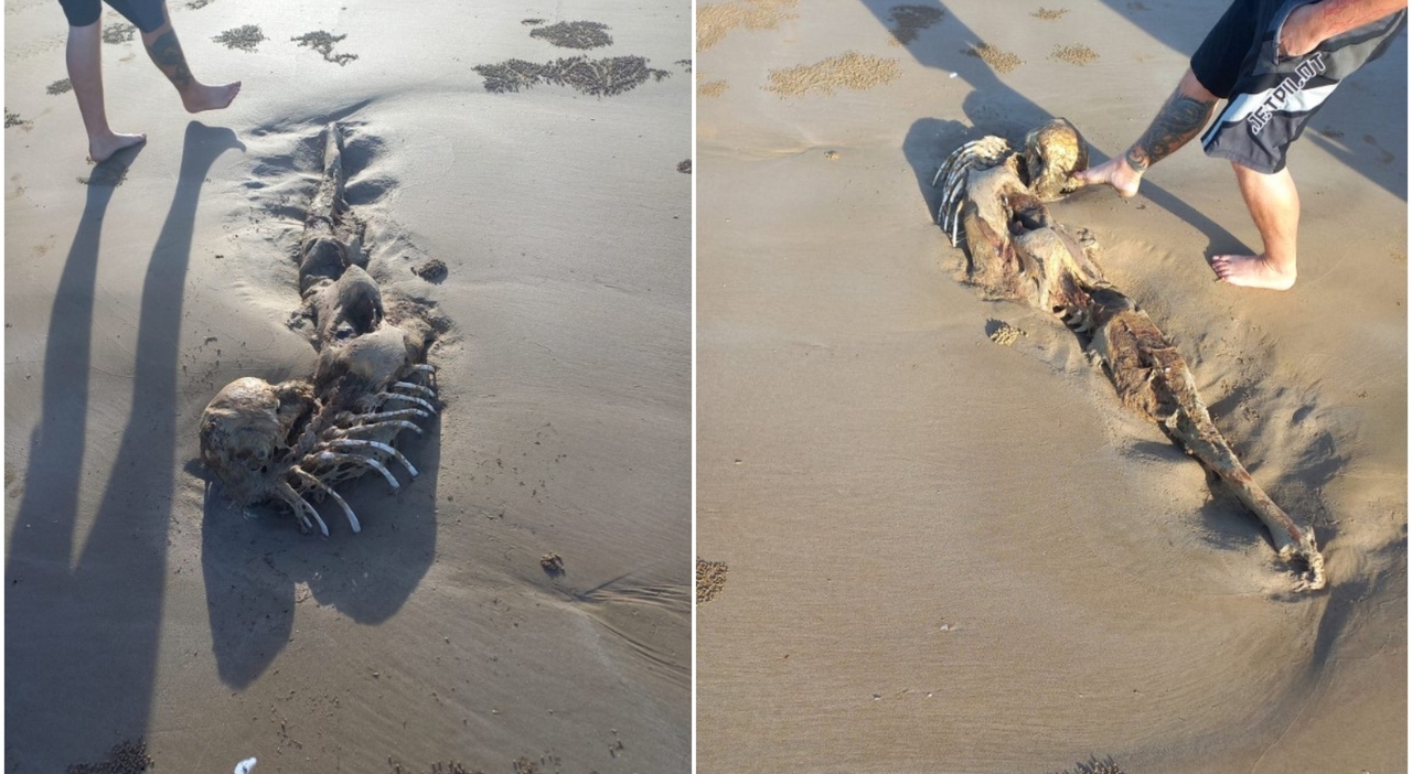 Photo of A mysterious skeleton has been found on an Australian beach.  “You look like a mermaid.”  the experts wonder