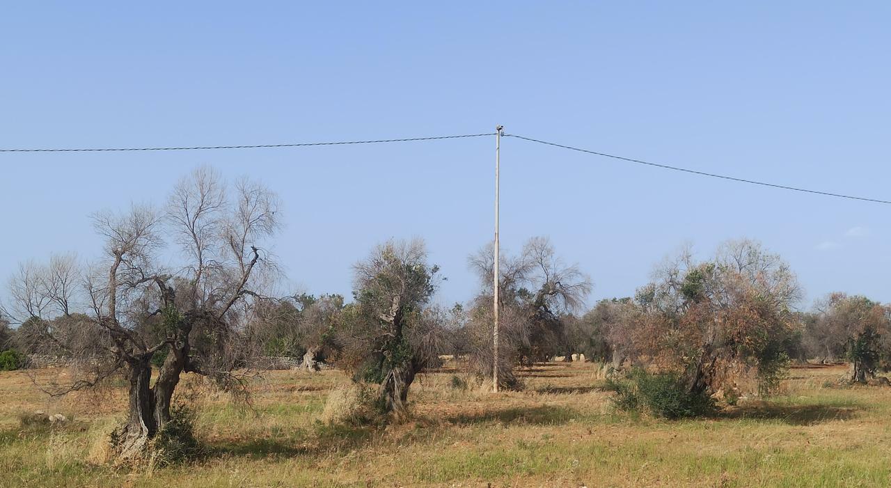 Xylella, spunta un nuovo studio: l?uso della tecnica dell?Rna per contrastare il batterio