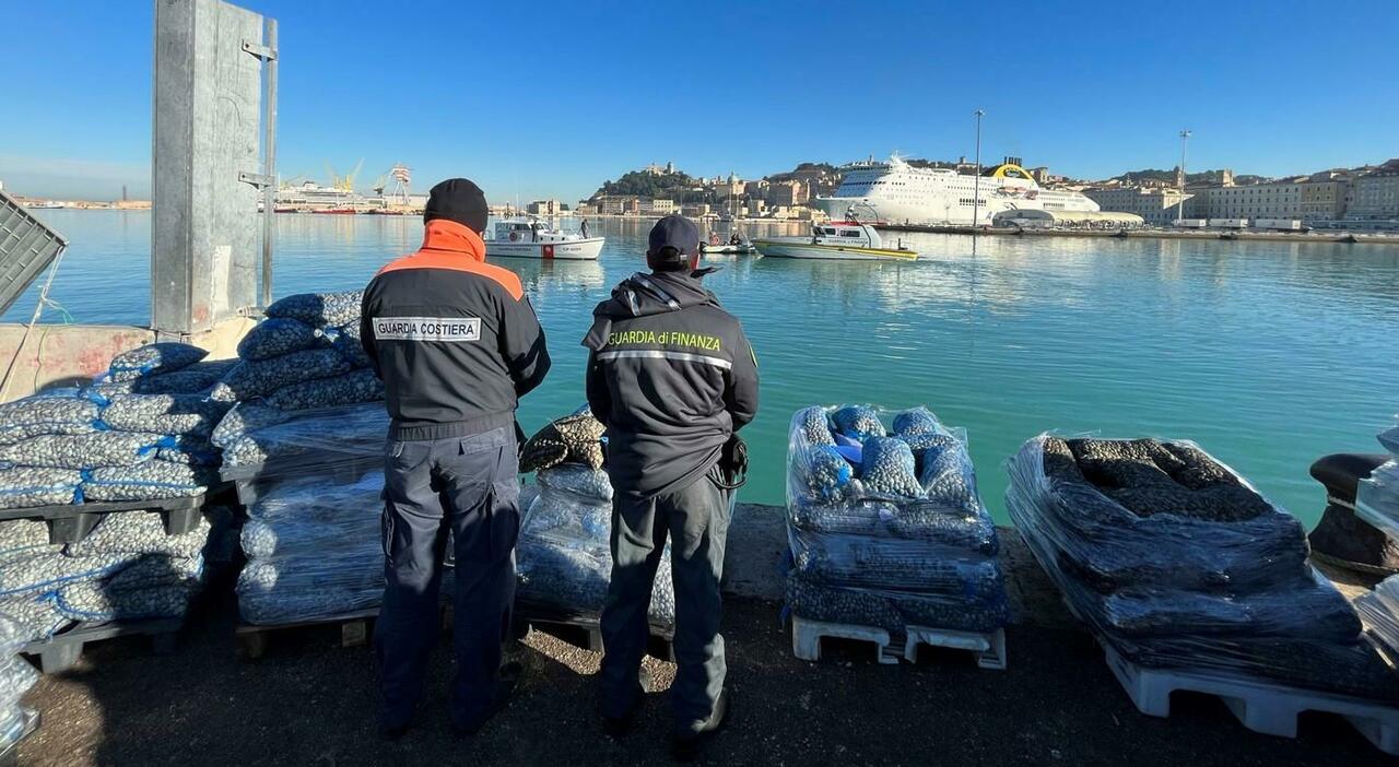 Ancona, vongole non tracciate: la Finanza ne sequestra una tonnellata e mezza, migliaia di euro di multe