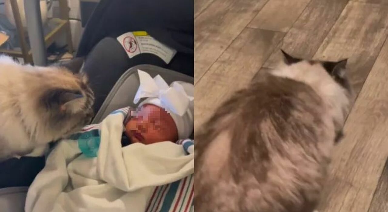 La gatta incontra la neonata appena arrivata in casa e vomita, il