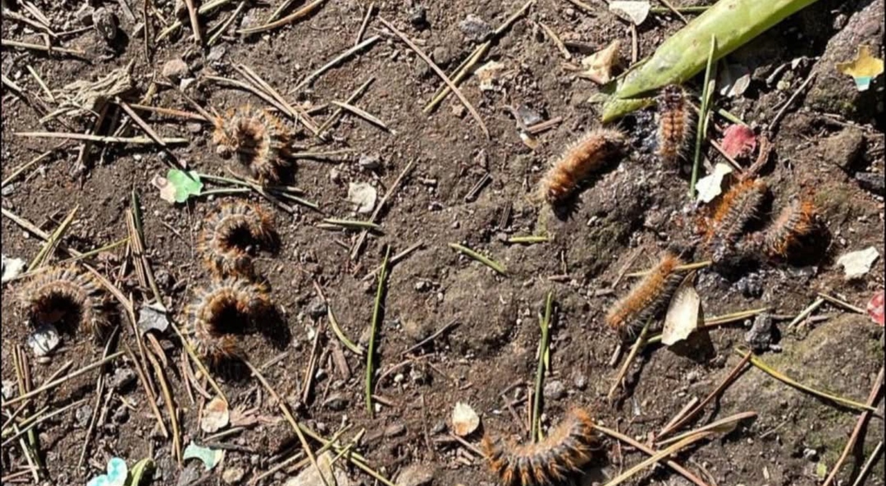 Riconoscere la situazione di allerta tra i residenti