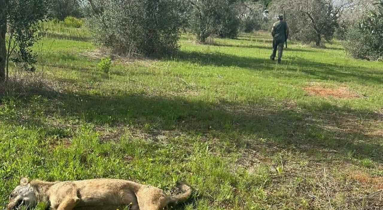 Orrore nel Salento, cane (o forse lupo) preso a fucilate e lasciato morire