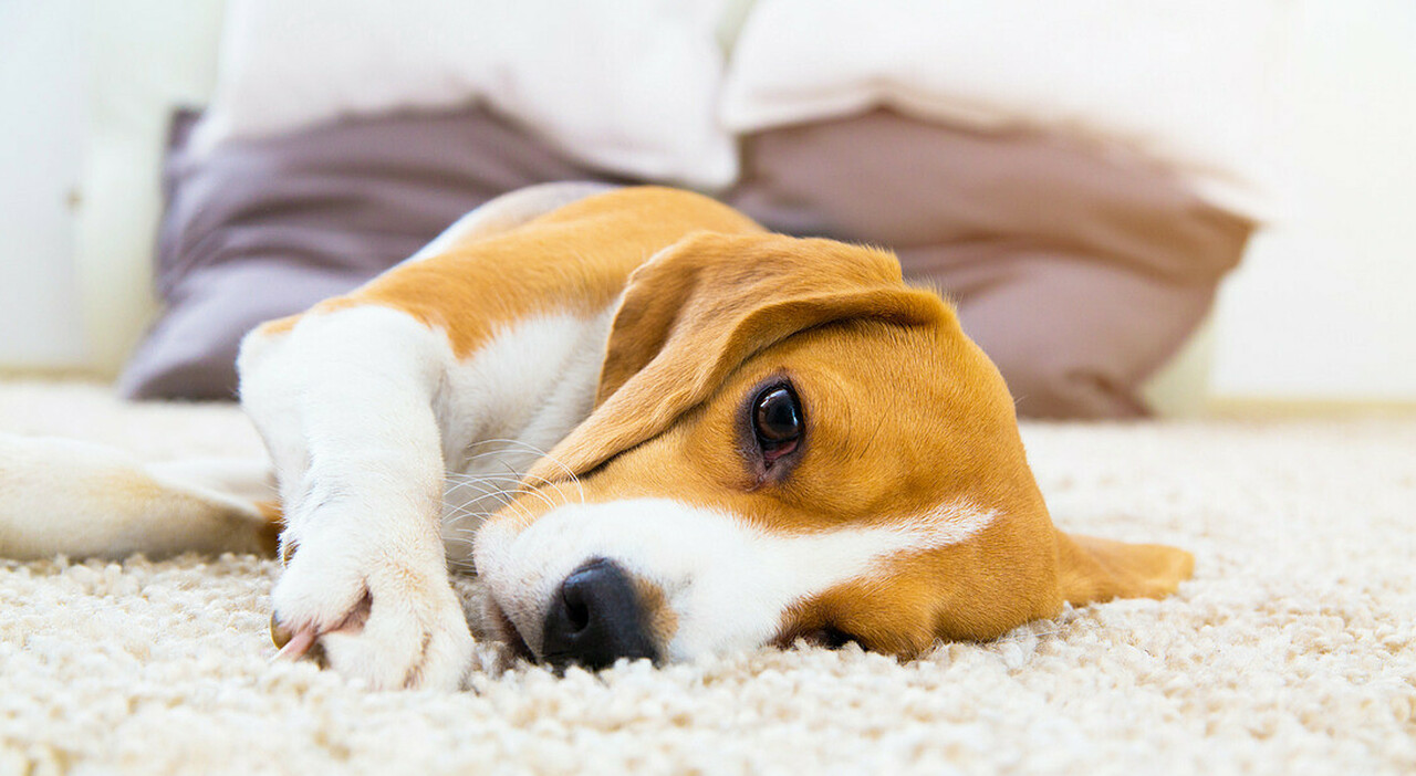 Video porno sesso con animali