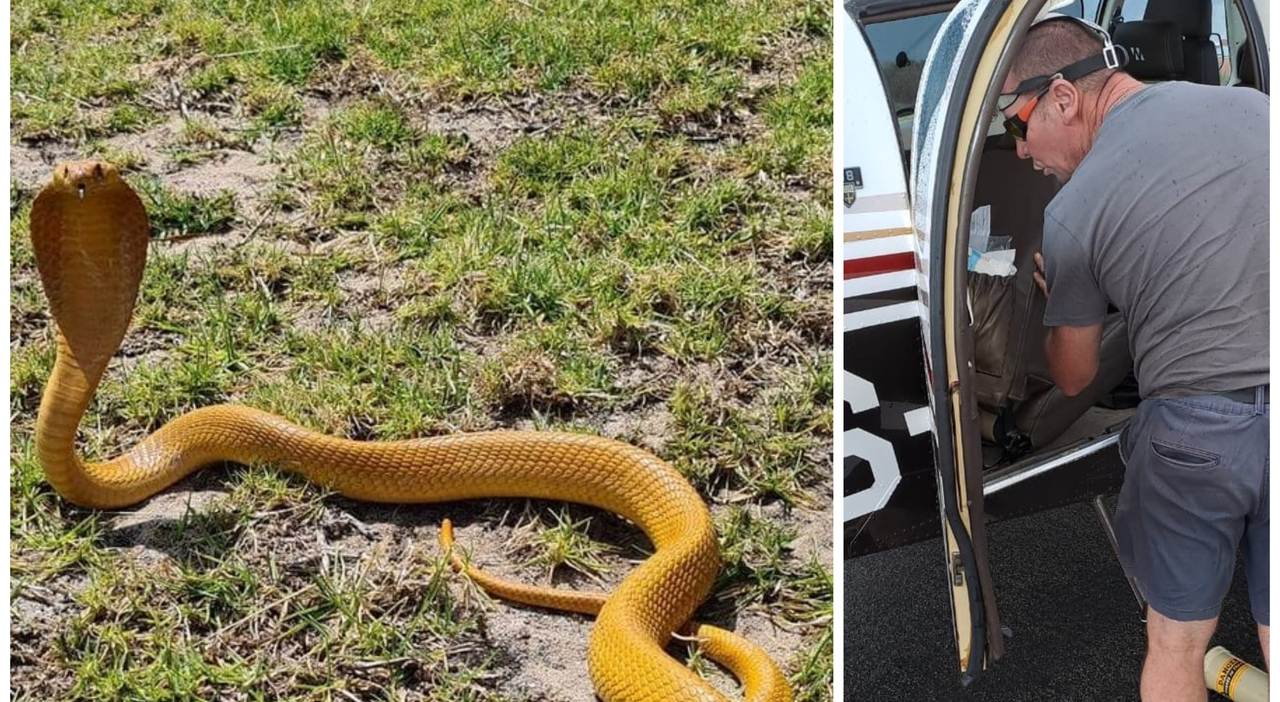 La maledizione dell'uccello serpente