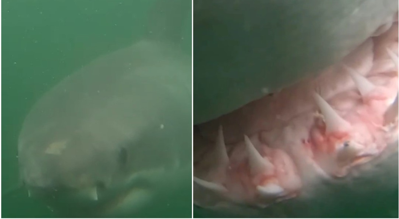The shark attacks the diver and tries to bite the camera, the video of the terrible encounter up close