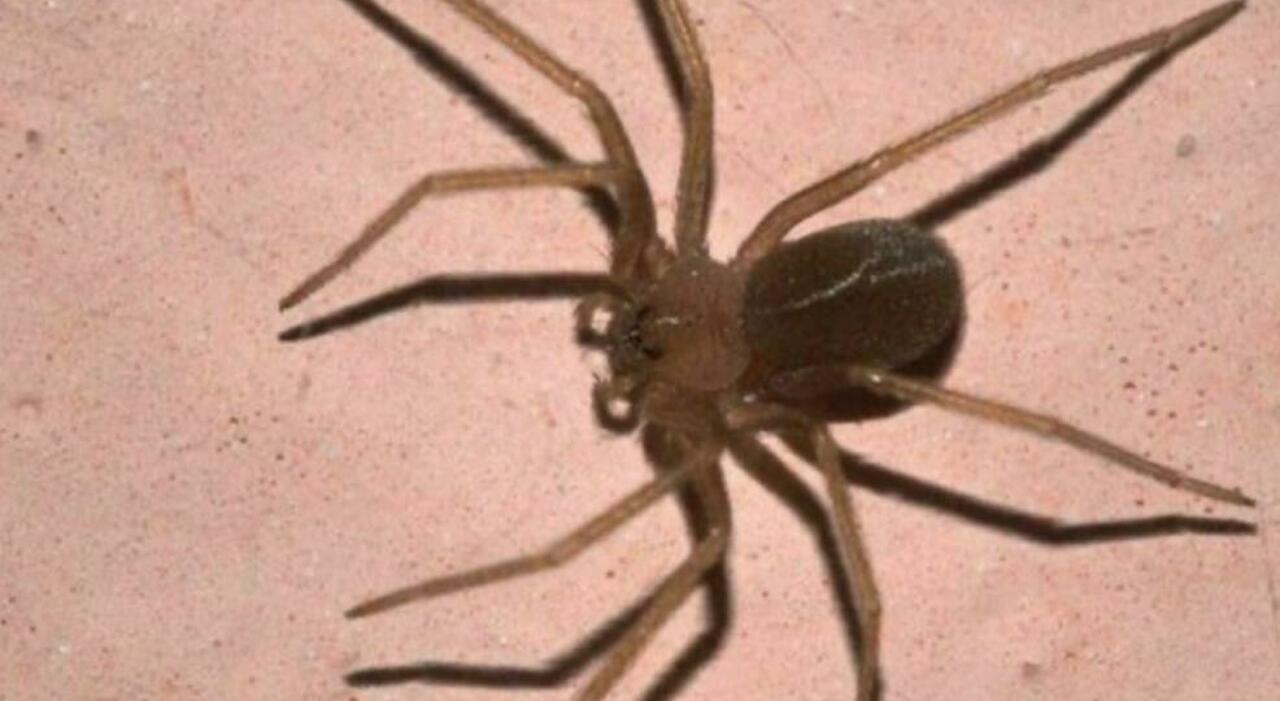 Le danger du violoniste: un arachnide nocturne en Méditerranée