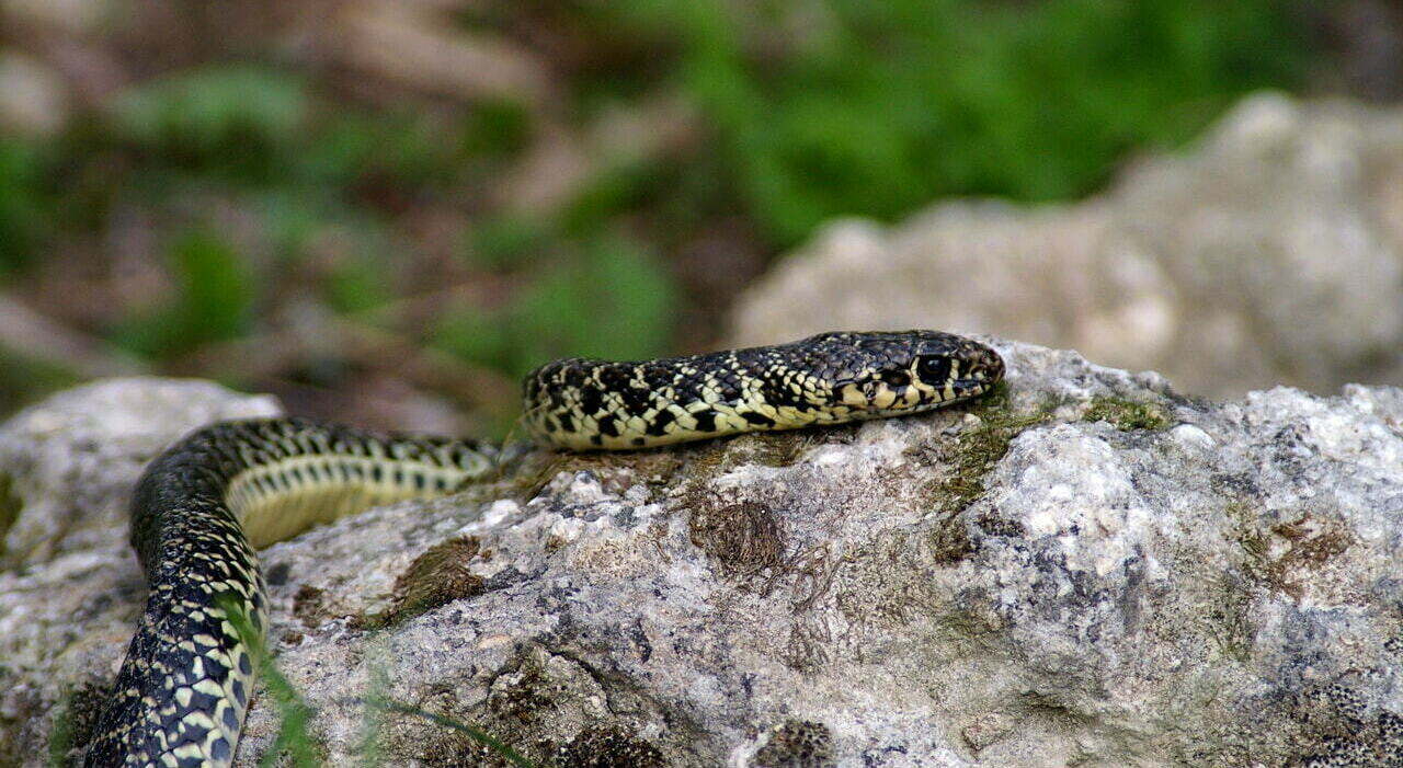 Serpente a Roma: rettile nascosto in un garage condominiale. Esperto: «Non catturatelo»