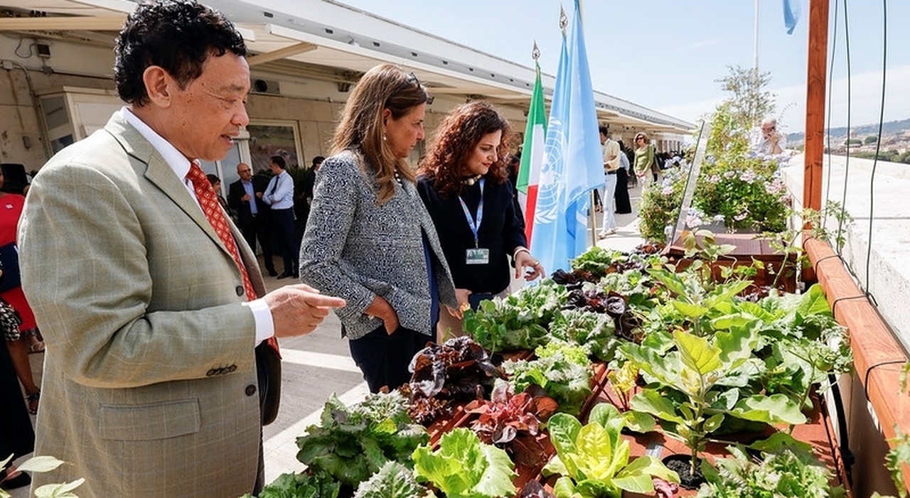 Sul terrazzo della Fao l’università “La Sapienza” crea l’orto idroponico H4O