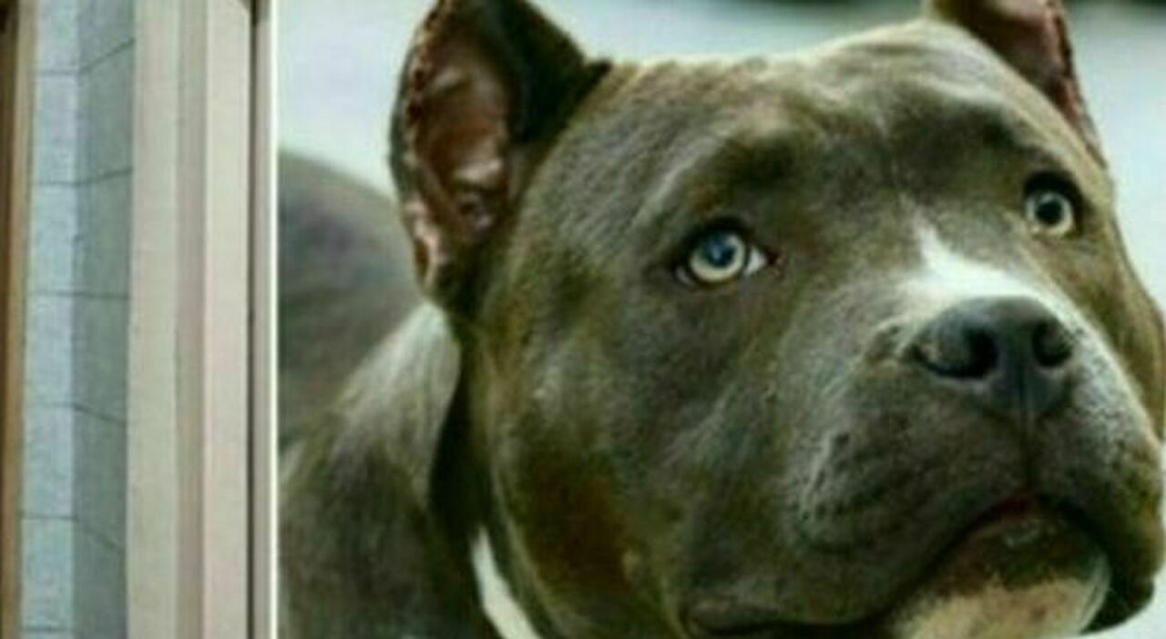 Acerra bimba sbranata da un pitbull, il veterinario: «Non ci sono tracce di sangue tra i denti»