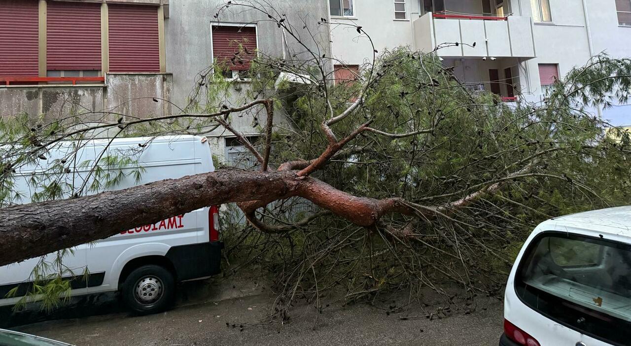 Allerta meteo: vento e maltempo a Brindisi. Cade un grosso albero in piazza Spadini