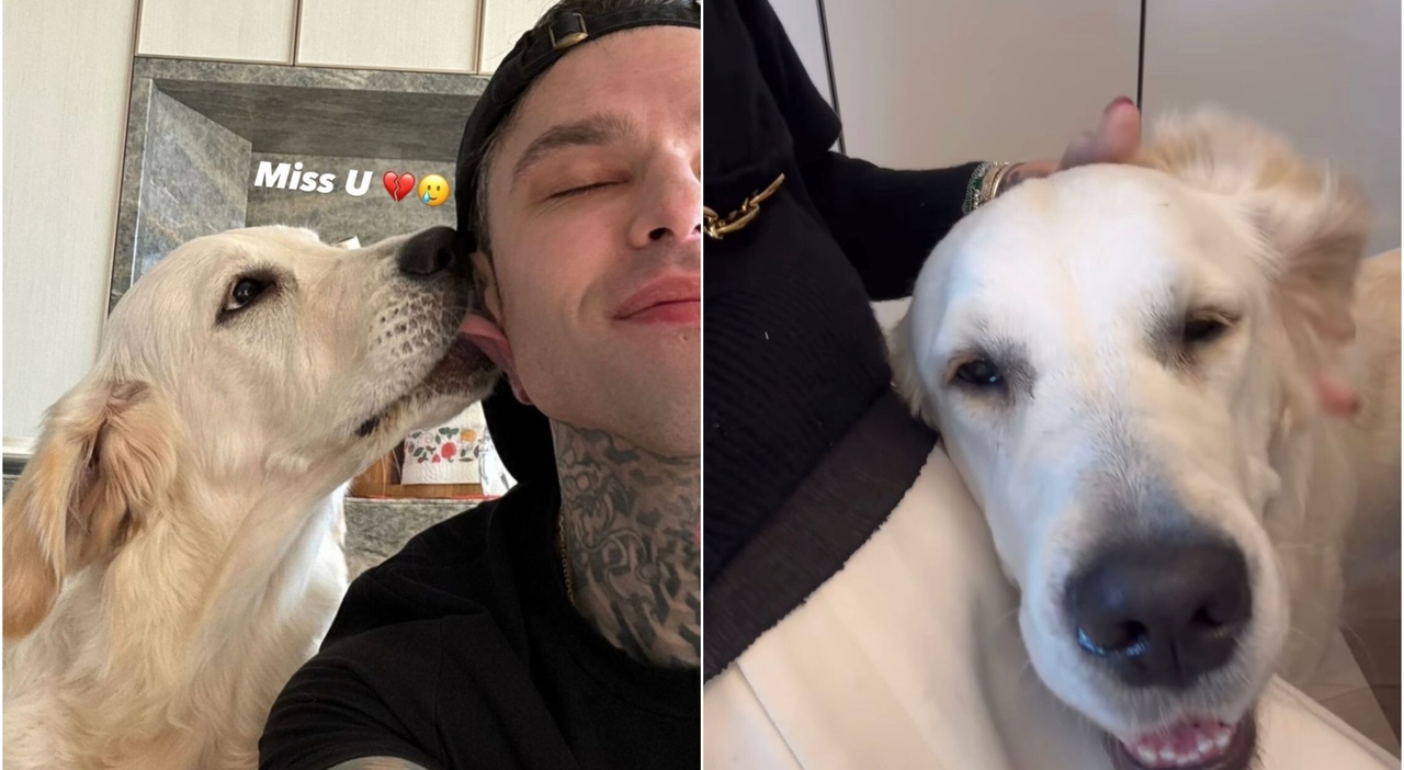 Fedez and Chiara's Golden Retriever Sparks Reconciliation Hopes Among Fans