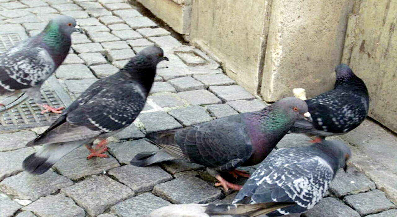 Imbraccia la carabina e spara ai piccioni