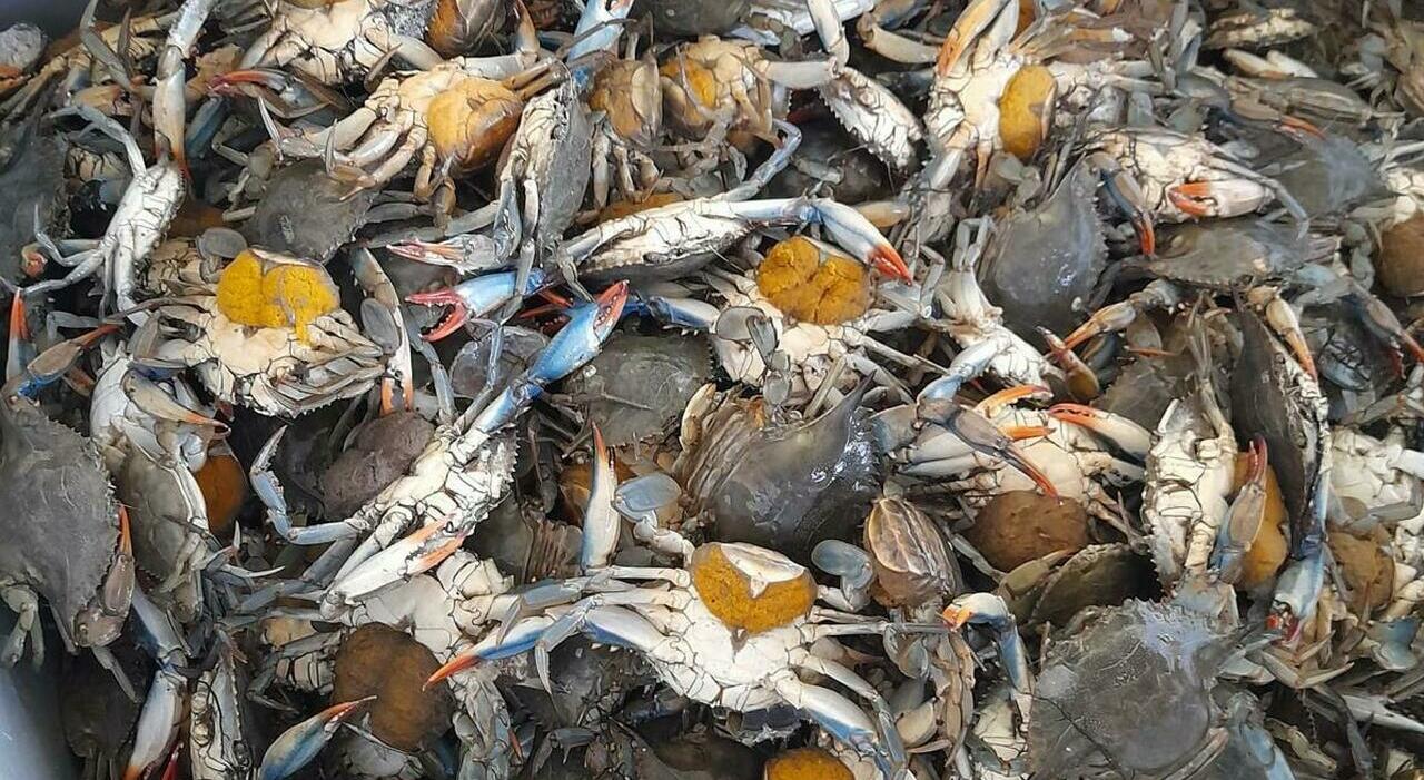 Granchio blu, la pesca abusiva dei cinesi a Chioggia: arrivano di notte con una torcia sulla fronte e un ombrello modificato. Ecco la destinazione finale