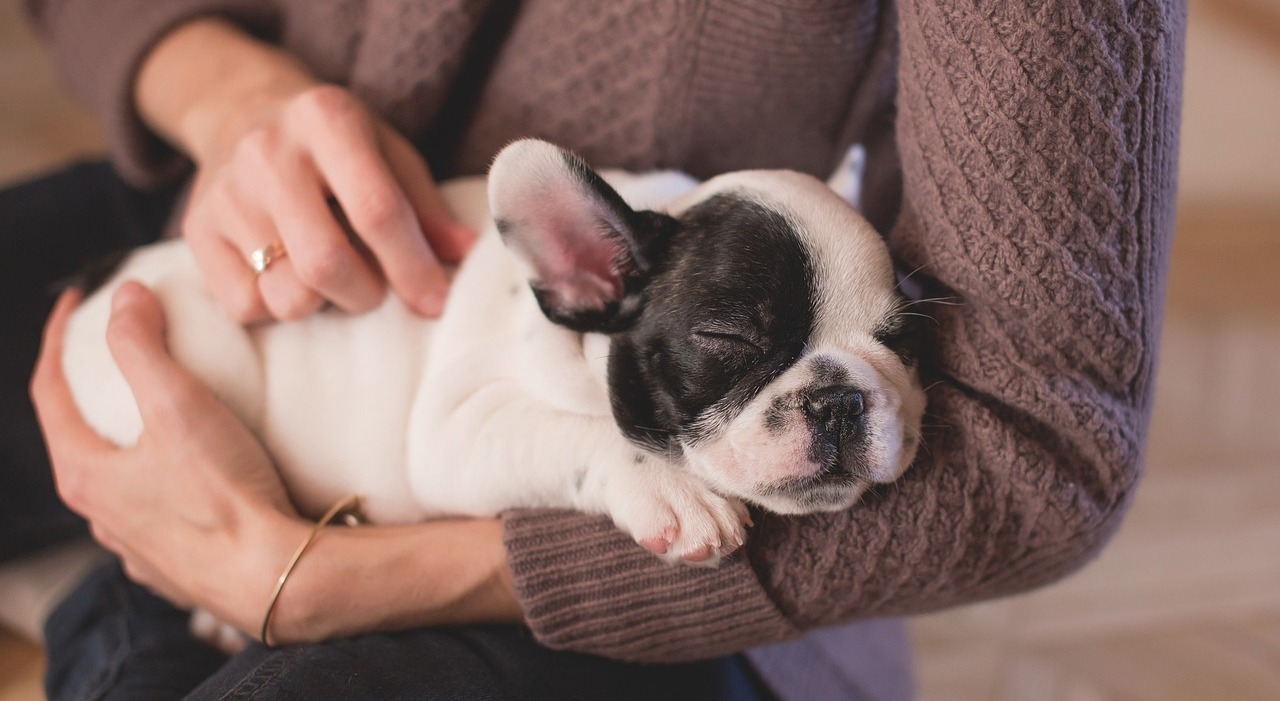 «Siamo veterinari, ecco quali sono le razze migliori se decidi di adottare un cane per la prima volta»