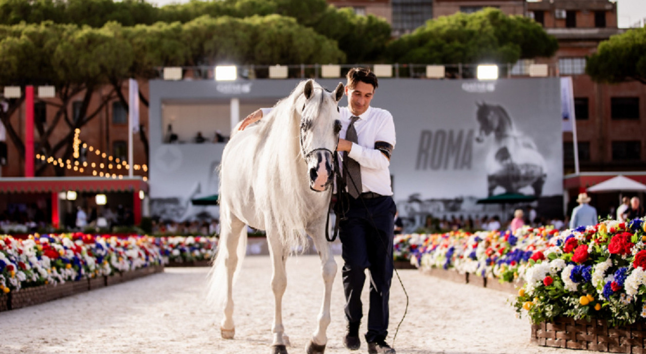 Rome Hosts Prestigious Global Champions Arabians Tour, Showcasing the Best Purebred Arabians