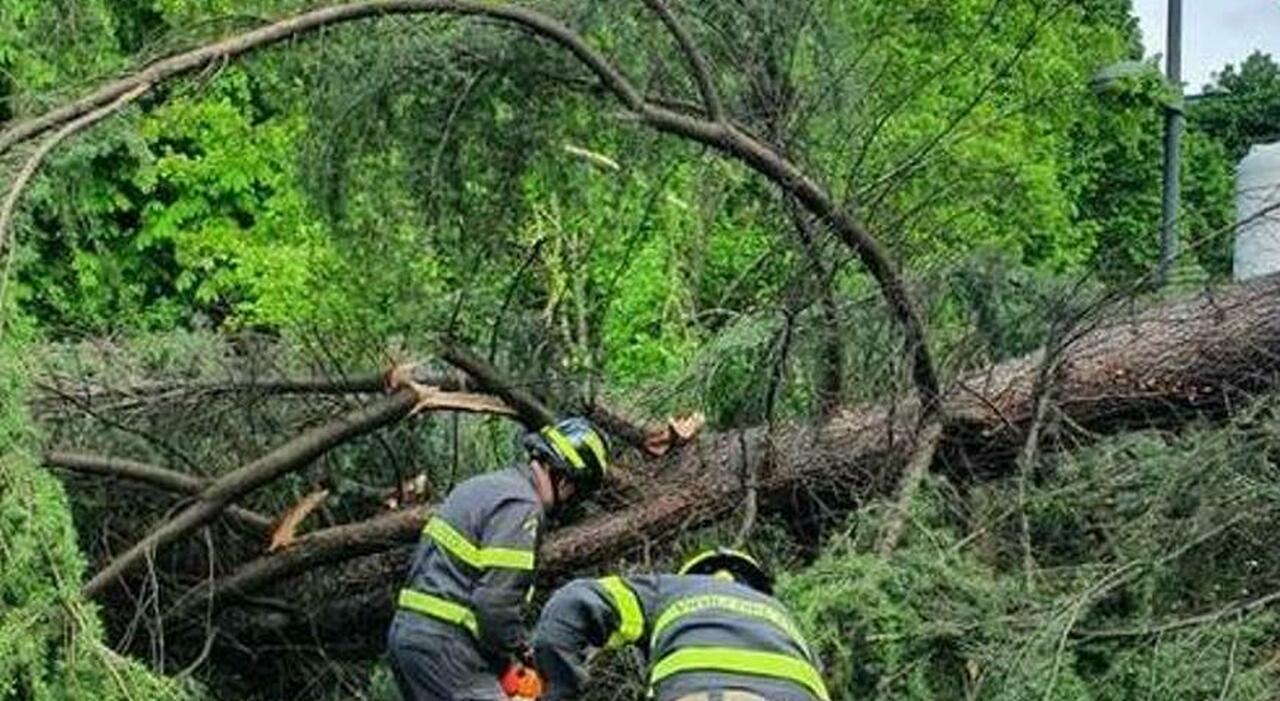 Muore schiacciato da un albero. Tragedia nella campagna ascolana di Rotella, Emanuele Vagnoni aveva 50 anni