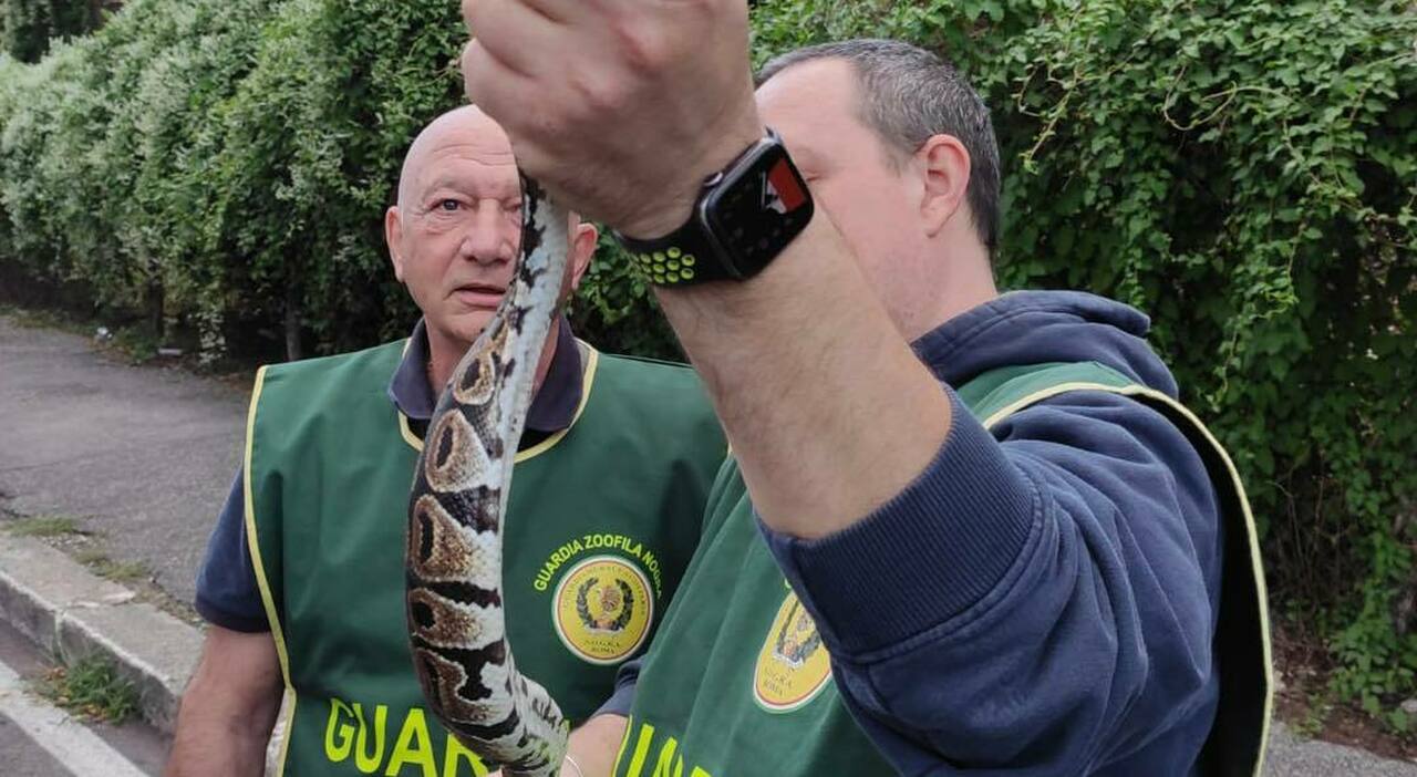 In Lazio si registra un aumento del traffico illegale di animali pericolosi, con un giro d’affari che raggiunge milioni di euro.